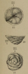 Placentula pictonica Berthelin, 1879