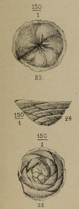 Placentula pictonica Berthelin, 1879