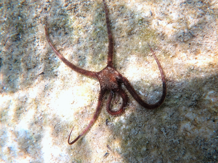 Ophiomyxa pentagona
