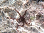Ophiomyxa pentagona