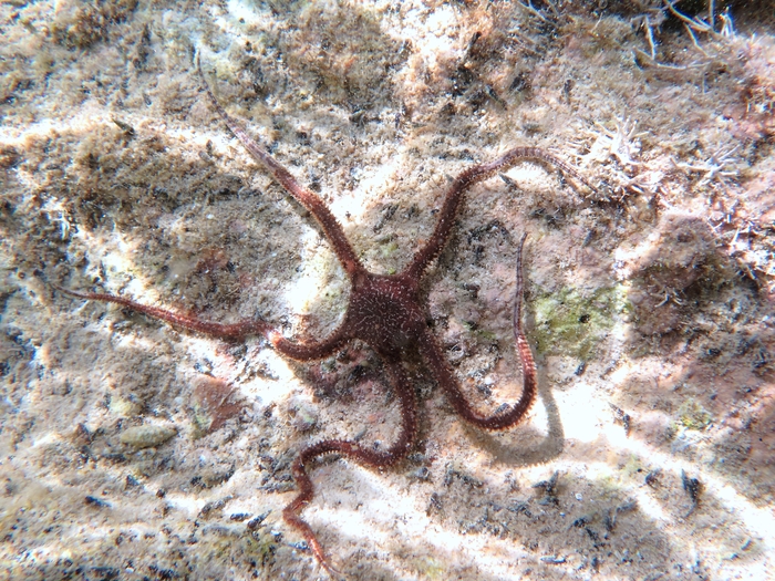 Ophiomyxa pentagona