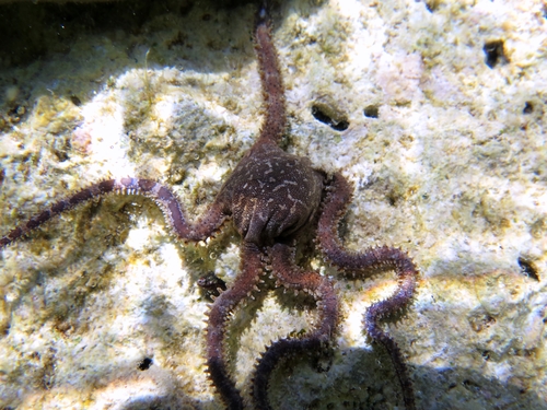 Ophiomyxa pentagona