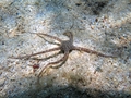 Ophiomyxa pentagona