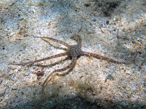 Ophiomyxa pentagona