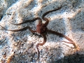 Ophiuroidea (brittle stars)