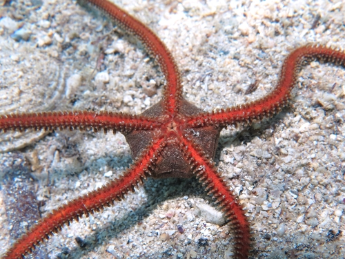 Ophiomyxa pentagona