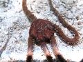 Ophiomyxa pentagona