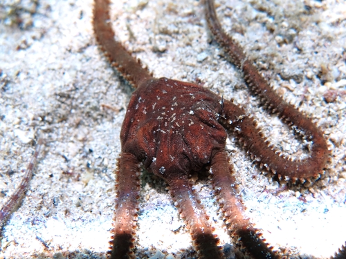 Ophiomyxa pentagona