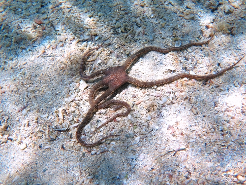 Ophiomyxa pentagona