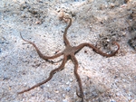 Ophiomyxa pentagona