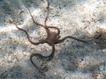 Ophiomyxa pentagona