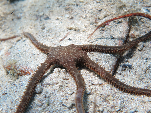 Ophiomyxa pentagona