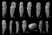Eobigenerina variabilis (Vaek, 1947), author: Le Coze, Franis