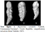 Bigenerina variabilis Vašíček, 1947