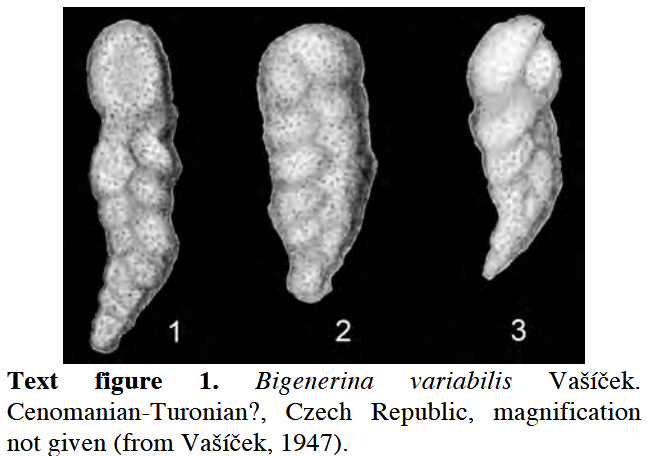 Bigenerina variabilis Vašíček, 1947