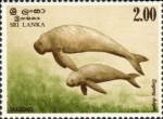 Dugong dugon