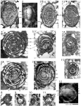Fabalveolina reicheli Vicedo, Aguilar, Caus & Hottinger, 2009
