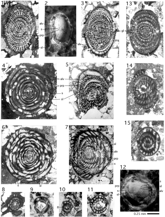 Fabalveolina reicheli Vicedo, Aguilar, Caus &amp; Hottinger, 2009