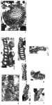 Postbroeckinella flabelliformis Sirel, 2012