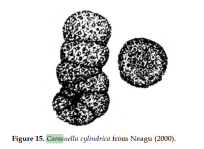 Carasuella cylindrica Neagu, 2000, author: Le Coze, François