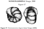 Nonionammina elegans Neagu, 2000