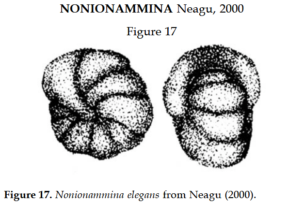 Nonionammina elegans Neagu, 2000