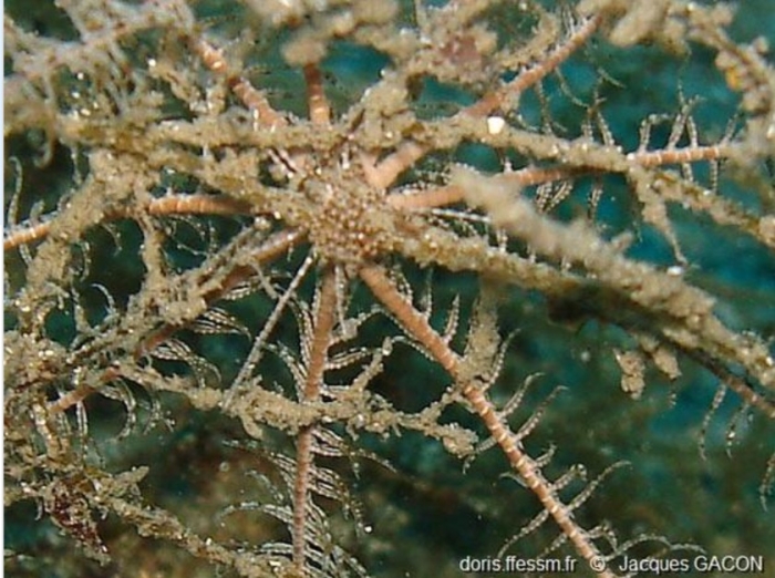 Leptometra phalangium