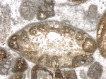 Paracoscinoconus semiinvolutus Schlagintweit, Rigaud & Wilmsen, 2015