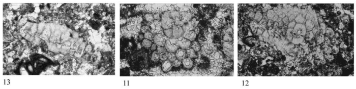 Luzonella trochidiformis Matsumaru, 2017 Luzonella trochidiformis Matsumaru, 2017