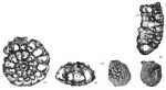 Miogypsinoides grandipustula Cole, 1954