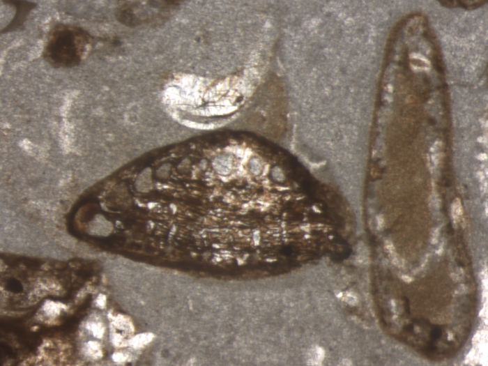 Hensonipapillus altamirensis Schlagintweit, Rigaud & Wilmsen, 2015 holotype Hensonipapillus altamirensis Schlagintweit, Rigaud & Wilmsen, 2015 holotype
