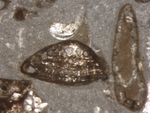 Hensonipapillus altamirensis Schlagintweit, Rigaud & Wilmsen, 2015 holotype