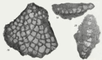 Miogypsina (Miogypsina) primitiva Tan, 1936