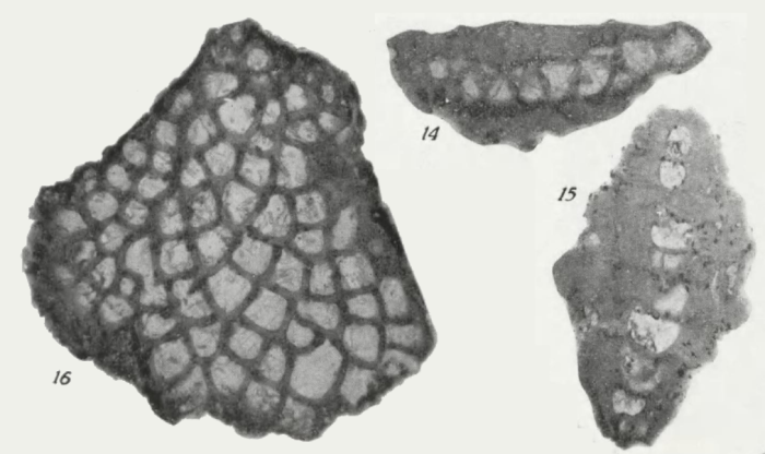 Miogypsina (Miogypsina) primitiva Tan, 1936 Miogypsina (Miogypsina) primitiva Tan, 1936