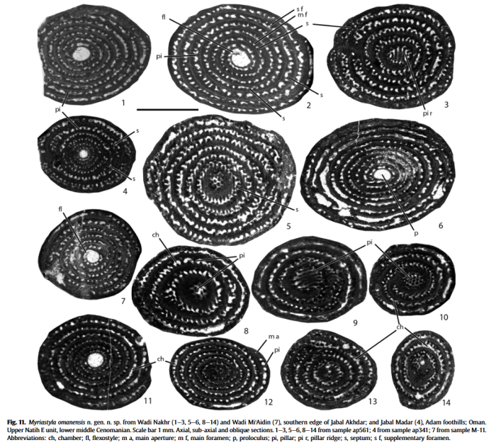 Myriastyla omanensis Piuz, Meister & Vicedo, 2014 Myriastyla omanensis Piuz, Meister & Vicedo, 2014