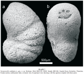 Neonavarella sudalpina Giusberti, Kaminski & Mancin, 2018, author: Le Coze, François