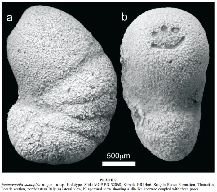 Neonavarella sudalpina Giusberti, Kaminski & Mancin, 2018 Neonavarella sudalpina Giusberti, Kaminski & Mancin, 2018