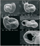 Neopateorislopsis chichirivensis Carvajal-Chitty, 2019