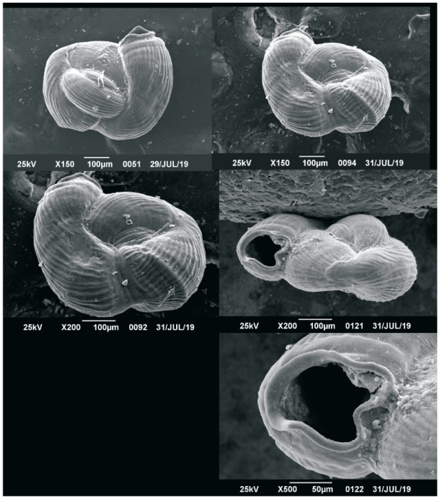 Neopateorislopsis chichirivensis Carvajal-Chitty, 2019
