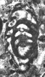 Rajkanella Schlagintweit & Rigaud, 2015 holotype