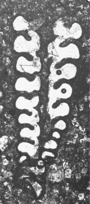 Pachycolumella elongata Septfontaine, Schlagintweit &amp; Rashidi, 2019 holotype