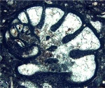 Pseudochablaisia subglobosa Schlagintweit, Septfontaine & Rashidi, 2019 holotype