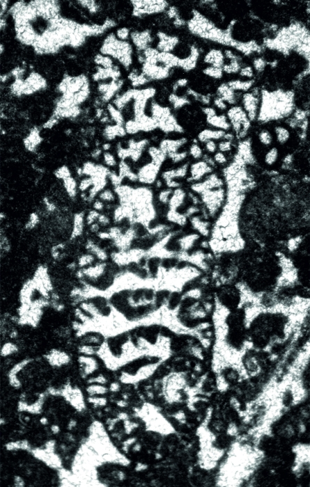 Robustoconus tisljari Schlagintweit, Velić & Sokač, 2013 holotype Robustoconus tisljari Schlagintweit, Velić & Sokač, 2013 holotype