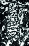 Robustoconus tisljari Schlagintweit, Velić & Sokač, 2013 holotype
