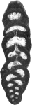Serrakielina chahtorshiana Schlagintweit & Rashidi, 2019 holotype