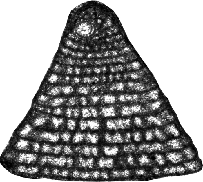 Tarburiconus simplex Schlagintweit, Mousavi, Vaziri-Moghaddam & Nikfard, 2022 holotype Tarburiconus simplex Schlagintweit, Mousavi, Vaziri-Moghaddam & Nikfard, 2022 holotype