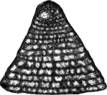 Tarburiconus simplex Schlagintweit, Mousavi, Vaziri-Moghaddam & Nikfard, 2022 holotype