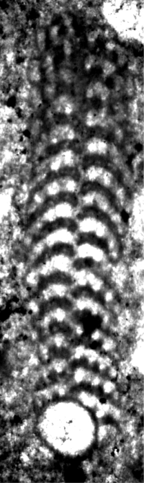 Tarburina zagrosiana Schlagintweit, Rashidi &amp; Barani, 2016 holotype