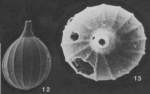 Lagena sulcata (Walker & Jacob, 1798)