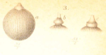 Capitellina multistriata Marsson, 1878